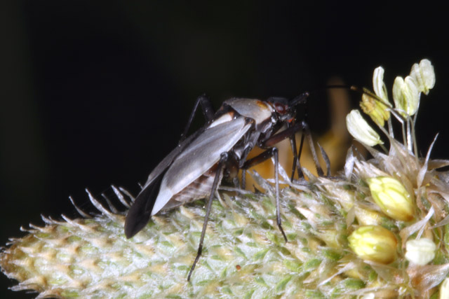 Calocoris nemoralis - Copyright Denis Bourgeois